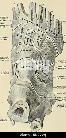 . Anatomie, descriptif et appliquée. L'anatomie. 344 LES ARTICULATIONS, articulations ou la partie antérieure fasciculus (ligamentum talofihulare anterius) ; le plus court des trois, passe de la marge antérieure de la malléole externe de l'avant et vers l'intérieur à l'astragale, en face de sa facette articulaire externe. LIGAMENT INTERNE INTEROSSEOUS TARSO- HTICULATIONS "MÉTATARSIEN ASTRAGALO- ARTICULATION scaphoïde. RLE-EASCICULUS ,moyen mixte du ligament latéral externe Fig. 275.-Articulations du pied droit, de l'arrière du pied. (Spalteholz.) La partie postérieure (ligamentum talofibvlare posterms fasciculus), Banque D'Images