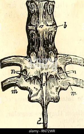 . L'anatomie du corps humain. L'anatomie humaine ; l'anatomie. . Veuillez noter que ces images sont extraites de la page numérisée des images qui peuvent avoir été retouchées numériquement pour plus de lisibilité - coloration et l'aspect de ces illustrations ne peut pas parfaitement ressembler à l'œuvre originale.. Cruveilhier, J. (Jean), 1791-1874 ; Pattison, Granville Sharp, 1791-1851 ; Madden, William Herries. New York, Harper & Brothers. Banque D'Images