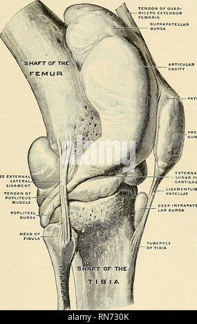 . Anatomie, descriptif et appliquée. L'anatomie. THi : genou devant 335 ; son extrémité antérieure, fine et pointue, est attaché à une dépression sur la marge antérieure de la tête du tibia, en face de la partie antérieure ; Hgament crucial son extrémité postérieure est jointe à la dépression derrière la colonne vertébrale, entre les pièces jointes de la cartilage externe et la partie postérieure de l'essentiel des ligaments. Le ménisque externe {fibrocartilage semi-lunaire lateralis) forme la quasi-totalité d'un cercle, couvrant une plus grande partie de la surface articulaire de l'interne. J DE L'EXTENSEUR QUAD- RICEPS FEMORIS. 13MG Banque D'Images