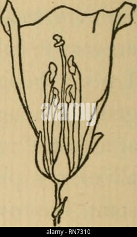 . Et le désert s'est épanouie. Des fleurs. [From old catalog]. care il prend apparemment pour sécuriser contre-fertiliza- tion. Lorsque la première fleur s'ouvre, et l'anthère est chargée de pollen, le style reste bien fermé à l'extrémité, de sorte qu'aucun de son propre pollen peuvent entrer et féconder les semences. Dès que le pollen est brossé tous ofT, l'extrémité de l'étamine s'ouvre, comme l'entonnoir, et très prochaine abeille qui vient le long est sûr de déposer suffisamment de pollen provenant d'un autre plant pour féconder les semences. Regardez les abeilles au travail un jour. Vous remarquerez que les fleurs plus bas d'abord, et qu'ils va en cône Banque D'Images