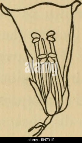 . Et le désert s'est épanouie. Des fleurs. [From old catalog]. Et le désert épanoui. soin qu'elle prend pour sécuriser les apparemment-fertiliza- tion. Lorsque la première fleur s'ouvre, et l'anthère est chargée de pollen, le style reste bien fermé à l'extrémité, de sorte qu'aucun de son propre pollen peuvent entrer et féconder les semences. Dès que le pollen est brossé tous ofT, l'extrémité de l'étamine s'ouvre, comme l'entonnoir, et très prochaine abeille qui vient le long est sûr de déposer suffisamment de pollen provenant d'un autre plant pour féconder les semences. Regardez les abeilles au travail un jour. Vous remarquerez que les fleurs inférieures op Banque D'Images