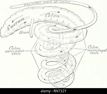 . L'anatomie de l'animal domestique. Anatomie vétérinaire. 480 SYSTÈME DIGESTIF DU PORC L'INTESTIN l'intestin est environ quinze fois la longueur du corps. L'intestin grêle est de 50 à 65 pieds (ca. 15 à 20 m.) de long. Le mésentère de sur les deux premiers pieds (ca. 60 cm.) est deux à deux pouces et demi (ca. 5 à 6 cm.). La FiQ. 424.-diagramme du Cæcum et du côlon ( Rouleaux de colon ont été arraché, cette partie peut être appelé le duodénum. Le hiodenuni (virage serré dedans sur la surface du foie viscérale à droite de la fissure du portail. Elle passe ensuite en arrière, par rapport à Banque D'Images