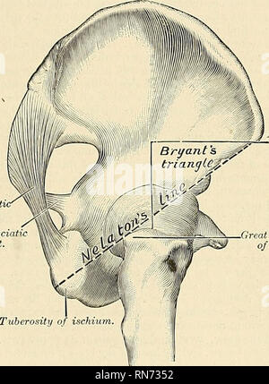 . Anatomie, descriptif et appliquée. L'anatomie. La hanche-fémoral ligament et mixte 329 l'pubofemoral ; rotation vers l'extérieur de la bande, par la bande externe du ligament iliofemoral ; et la rotation vers l'intérieur, par le isehiocapsular ligament et la poupe de la cap- sule. Les muscles qui tordez le fémur sur le bassin sont le psoas, Iliacus, rectus femoris, Sartorius, Pectineus, moyen adducteur et brevis, et la partie antérieure des fibres le gluteus medius et minimus. L'extension est principalement effectuée par le grand fessier, assistée par le cham- string les muscles. La cuisse est atlducted par l'Adductores magnus, lon Banque D'Images