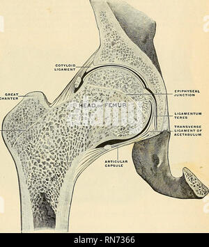 . Anatomie, descriptif et appliquée. L'anatomie. La commune de hip-•j21 externus et obturateur Pectineus ; derrière, la Pyriformis, Gemellus supérieur, muscle obturateur, Gemellus, inférieure, et l'obturateur externus Quadratus femoris. Les artères qui l'articulation est dérivé de l'obturateur interne, sciatique, accent circonflexe, et muscle fessier. Les nerfs articulaires sont des branches du plexus sacré, grand, sciatique, obturateur obturateur accessoire, et d'un filament de la direction générale de la fémorale (crural antérieur) fournissant le rectus femoris. Bursse Bursas.-nombreuses existent dans le voisinage de la hanche-joint. Afin Banque D'Images