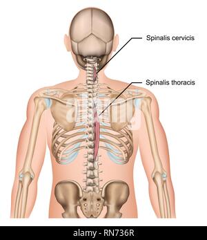 Muscle Spinalis vecteur 3d illustration sur fond blanc Illustration de Vecteur