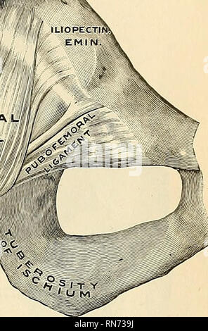 . Anatomie, descriptif et appliquée. L'anatomie. 1 OFEMORAL  J G AM E ?MT INTERTRO CHANTERIC ANTÉRIEURE LIGNE. Fig. 258.-hanche droite-joint, de face. (Spalteholz.) brane, à l'avant de la capsule ; et l'ischiocapsular ou ligament ligament de Bertin (ligamentum ischiocapsulare), qui passe de l'ischion, juste laelow l'acétabulum, pour se fondre avec la fibres circulaires, dans la partie inférieure de l'articulation. La surface externe est rugueux, couvert par de nombreux muscles, et séparés à l'avant de l'iliacus psoas et des muscles par une bourse synoviale, qui non infre conséquent communique, par une circulaire ape Banque D'Images