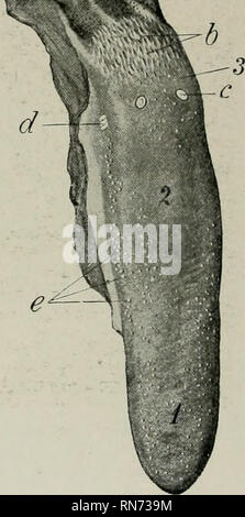 . L'anatomie de l'animal domestique. Anatomie vétérinaire. ^^^^' a. Fig. 411.-palais dur ou un jeune cochon. 1, 2 ; incisiva papille, ouvertures du canal en- cisivi^ ; 3 raph, du palais ; a, incisives ; 6 canine, prémolaire ; c, d, les dents, les molaires. Fig. 412.-langue de porc. 1, de l'Apex ; 3, 3 : Dos, racine ; a, orifices des canaux de glandes multilingue ; b, papilles de racine ; c, papille vallate (pas vraiment si distinct qu'à la figure) ; d, foliée papille ; c, champignons- former les papilles ; /, l'épiglotte (tirée vers l'arrière) ; g, médiane glosso- epiglottic pli. (Ellenberger-Baum, Anat. d. Haustiere.) papillffi sont présents. La fu Banque D'Images