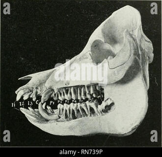 . L'anatomie de l'animal domestique. Anatomie vétérinaire. La bouche 479 La formule de la dents temporaires" est : / 3 1 4 2 J'Di-Dc-DP- )  = 32 V 3 1 4/ Les incisives supérieures sont de petite taille, ils sont séparés les uns des autres par des espaces, et de la canine par un plus grand entre^'al. Les premières incisives permanentes sont les plus grands ; ils sont aplatis et fortement cur-DE, et les couronnes sont convergents ; ils ont no Fig. 413.-Skcll au sujet de porc .4 Ye-4R axd Demi, Sculptlked pour montrer les pièces intégrées des dents. liS, dents incisives ; C, canmes ; PL-4, premolara ; SIG, molaires. La troisième molaire n'a pas éclaté et son roo Banque D'Images