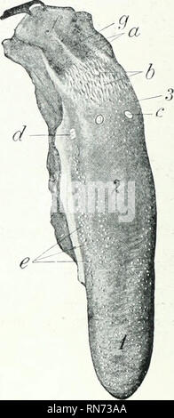 . L'anatomie de l'animal domestique. Anatomie vétérinaire. Fig. 411.-palais dur de Yod.50-2106 Pi 1, 2 ; incisiva papille, ouvertures de cisivi^ raphi ; 3, du palais ; a, incisives ; 6, dent prémolaire ; c, d, les dents, les molaires. Fig. 412.-langue de porc. 1, de l'Apex ; ^, dos ; .i, racine ; a, orifices des canaux de glandes multilingue ; b, racine de papille ; c, papille vallate (pas vraiment si distinct qu'à la figure) ; d, foliée papille ; c, champignons- papillce forme ; /, l'épiglotte (tirée vers l'arrière) ; g, médiane glos.so- epiglottic pli. (EUenberger-Baum, .nat. d. Haustiere.) papilles sont présents. Le papillte fongiformes sont sm Banque D'Images