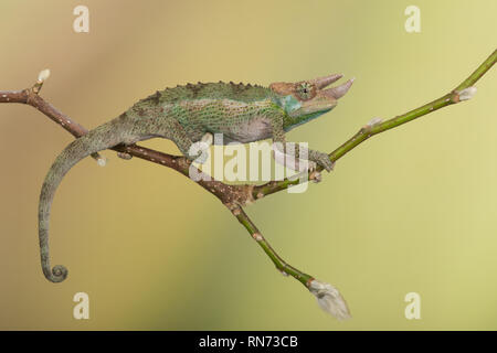 La minuscule Jackson's Chameleon (Chamaeleo jacksonii, xantholophus) Banque D'Images