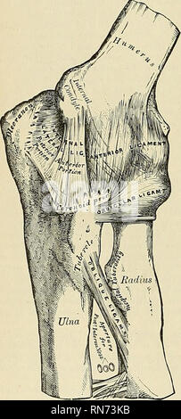 . Anatomie, descriptif et appliquée. L'anatomie. 306 LES ARTICULATIONS, articulations coude-OB C. mixte (Articulatio cubiti) (Fig. 248, 249). Le coude est une articulation ou ginglymus-joint. Les os entre dans sa forma- tion sont la trochlée de l'humérus, qui est reçu dans la grande cavité sigmoïde du cubitus, et admet des mouvements propres à une telle-à savoir, flexion et extension ; tandis que le capitellum ou tête radiale de l'humérus articu- lates avec la dépression en forme de coupe sur la tête du radius ; le membre de la tête du rayon s'articule avec la moindre cavi sigmoïde Banque D'Images