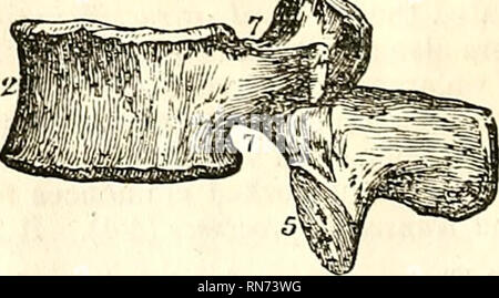 . L'anatomie du corps humain. L'anatomie humaine ; l'anatomie. . Veuillez noter que ces images sont extraites de la page numérisée des images qui peuvent avoir été retouchées numériquement pour plus de lisibilité - coloration et l'aspect de ces illustrations ne peut pas parfaitement ressembler à l'œuvre originale.. Cruveilhier, J. (Jean), 1791-1874 ; Pattison, Granville Sharp, 1791-1851 ; Madden, William Herries. New York, Harper & Brothers. Banque D'Images