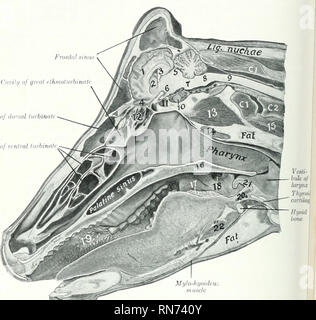 . L'anatomie de l'animal domestique. Anatomie vétérinaire. 452 SYSTÈME DIGESTIF DE L'OX la cavité abdominale la cavité abdominale de euiiucious^ ox est wvy, les deux absohitely et relativement, par rapport à celui du cheval. C'est en raison de facteurs se'bilatéraux. La partie lombaire de la colonne vertébrale est environ le quatrième plus long que celui du cheval. Le diamètre transversal entre les dernières côtes est plus grande. La fixation de la membrane est presque vertical en direction de la partie ventrale de la neuvième côte à Cavily CavUio. m uscle FiG. 386.-Sagittal Sf/'tion- ok Hf.ad de vache, Ctrr un peu t Banque D'Images