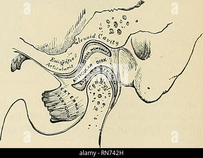 . Anatomie, descriptif et appliquée. L'anatomie. Fig. 230.-Mâchoire articulation. Le stylomandibular Qigamentum ligament interne) stylomandibulare (Fig. 230) est un groupe spécialisé de la fascia cervical, qui s'étend de près de l'apex de la processus styloïde de l'os de l'angle postérieur et frontière de la branche montante du maxillaire inférieur, entre les muscles masséters et ptérygoïde interne. Ce ligament sépare la parotide, à partir de la glande sous-maxillaire, et a joint à sa face interne une partie des fibres d'origine du Stylo- glossus muscle. Bien que généralement classé parmi les l Banque D'Images