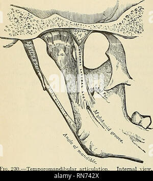 . Anatomie, descriptif et appliquée. L'anatomie. 280 LES ARTICULATIONS, OB JOINTS. Fig. 230.-Mâchoire articulation. Le stylomandibular Qigamentum ligament interne) stylomandibulare (Fig. 230) est un groupe spécialisé de la fascia cervical, qui s'étend de près de l'apex de la processus styloïde de l'os de l'angle postérieur et frontière de la branche montante du maxillaire inférieur, entre les muscles masséters et ptérygoïde interne. Ce ligament sépare la parotide, à partir de la glande sous-maxillaire, et a joint à sa face interne une partie des fibres d'origine du Stylo- glossus muscle. Al Banque D'Images