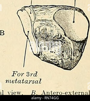 . Anatomie, descriptif et appliquée. L'anatomie. Pour euh pour cuhoid' métatarsien Fig. 200.-l'écriture cunéiforme externe gauche. A. postéro-interne. Voir l'abord antéro-externe. un ligament interosseous. Les trois aspects de l'articulation avec les trois méta- tarses sont en continuité avec l'autre, et l'objet d'une prolongation de la même ; les facettes du cartilage de l'articulation avec le milieu de l'écriture cunéiforme et scaphoïde sont aussi continues, mais que pour l'articulation avec le cuboïde est habituellement distincts. La surface dorsale est d'un carré oblong, sa face postérieure de l'angle externe se prolonge vers l'arrière. L'usine Banque D'Images