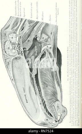 . L'anatomie de l'animal domestique. Anatomie vétérinaire. 386 SYSTÈME DIGESTIF DU CHEVAL. Veuillez noter que ces images sont extraites de la page numérisée des images qui peuvent avoir été retouchées numériquement pour plus de lisibilité - coloration et l'aspect de ces illustrations ne peut pas parfaitement ressembler à l'œuvre originale.. Sisson, Septimus, 1865-1924. Philadelphia Saunders Banque D'Images