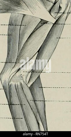 . L'anatomie de l'animal domestique. Anatomie vétérinaire. 372 LES MUSCLES DU CHIEN le biceps brachii se trouve presque entièrement sur la face interne de l'humérus. Il est long et fusiforme. Le tendon d'origine est ronde, et est lié par le intertuberal gorge par un ligament annulaire. C'est enveloppé par une extension de la membrane synoviale de l'articulation de l'épaule. Le tendon d'insertion est Ijifid pularis Subsca ; grand rond -ij -Lutissimus Supraspinatus dorsi '^ £ longue tête de tenseur de fasdm antibrachii triceps chef médial du triceps -- / Flexor carpi ulnaris - fléchisseur radial deuxième Superfici Banque D'Images