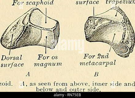 . Anatomie, descriptif et appliquée. L'anatomie. Le carpe 199 par une crête, la crête oblique de l'{hiherruluni trapèze ossis mul- tanguli majoris). Cette surface donne naissance à l'abducteur du pouce, le ravisseur Opponens poUicis, parfois à une partie de la tête de la superficielles bre-fléchisseur muscles abducteur du pouce est, et le ligament annulaire antérieur. La face postérieure ou dorsale est rugueux. La surface externe est aussi vaste et rugueux, pour l'attachement des ligaments. La surface interne présente deux facettes articulaires, l'un supérieur, grands et concave, s'articule avec le trapèze ; la partie inférieure Banque D'Images