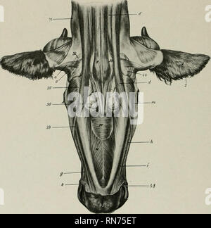 . L'anatomie de l'animal domestique. Anatomie vétérinaire. 346 LES MUSCLES DU BOEUF muscles masséters mandibulaire la n'est pas aussi grand que dans le cheval ; une grande partie de elle se pose sur la tubérosité du visage et est dirigé obliquement vers l'arrière et vers le bas, de sorte qu'il attire l'avant de la mâchoire inférieure ainsi que vers le haut. La temporalis est conforme à la fosse temporale, et est donc plus longtemps et tout à fait en position latérale. L'pterygoideus medialis découle de la surface latérale de la perpendiculaire de l'os palatin la Dina de la ptérygoïde. jDrocess Depuis l'origine est plus proche. Fig. 302 Banque D'Images