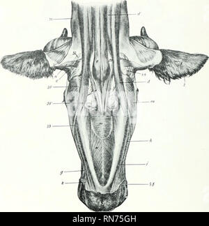 . L'anatomie de l'animal domestique. Anatomie vétérinaire. 346 LES MUSCLES DU BOEUF muscles masséters mandibulaire la n'est pas aussi grand que dans l'^ ; une grande partie de elle se pose sur le visage tnlxTositj oljliquely- et est dirigé vers l'arrière et vers le bas, de sorte qu'il attire l'avant de la mâchoire inférieure ainsi que vers le haut. La temporalis est conforme à la fosse temporale, et est plus tlierefore iiosition entièrement et en latéral. L'pterygoideus medialis découle de la surface latérale de la perpendiculaire du palatin bune et du processus d'pterygoiil. Depuis l'origine est plus proche. Fig. Banque D'Images
