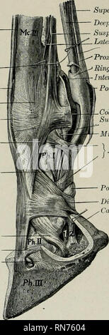 . L'anatomie de l'animal domestique. Anatomie vétérinaire. FASCIA 316 ET LES MUSCLES DU CHEVAL de la deuxième phalange, et les formes d'un terminal en éventail d'expansion. Les poulies à des chiffres le tendon contient du cartilage et épaississe. À partir de l'extrémité distale de la quatrième métacarpe de l'extrémité distale de la deuxième phalange c'est l'on entoura de gaine synoviale numérique décrit dans le cadre de la flexion superficielle. Le podotrochlearis ou Bursa Bursa naviculaire est trouvée entre le tendon et l'os naviculaire ou sesa- moid'os. Partie terminale du^ tendon est lié par l'extrémité distale digi Banque D'Images