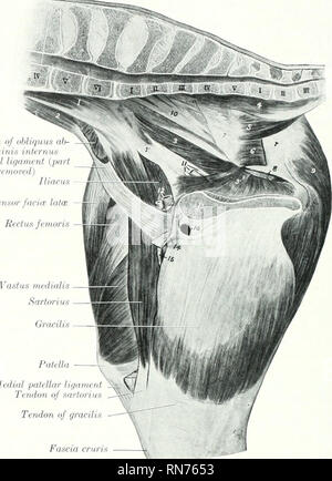 . L'anatomie de l'animal domestique. Anatomie vétérinaire. FASCIA 324 ET LES MUSCLES DU CHEVAL Relations extérieures-latéralement, la peau et l'faseia, le biceps, et le chef de l'metlially ; jumelles, le fascia coccygien, le ligament sacro-sciatique, le le semimembranosus ; antérieurement, le biceps femoris, branches de l'artère fémorale, et le grand nerf sciatique. L'approvisionnement en sang.-postérieure de l'obturateur, fessiers, et les artères fémorales postérieures. Moujafa^ ^J'ppliquer.-postérieur et grand fessier de nerfs sciatiques. nrifiin uhlniuNs de "li- IiiguiiHil lifiiimciil je pari T,m"mi) ' jr., liariis t V - Tnisor faciiT Banque D'Images