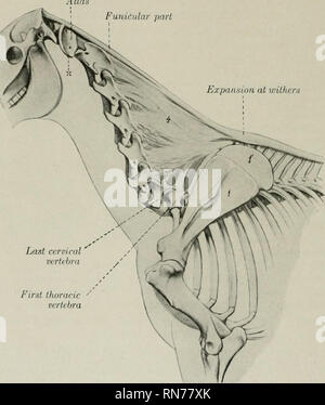 . L'anatomie de l'animal domestique. Anatomie vétérinaire. 212 LES ARTICULATIONS DU CHEVAL meurt des corps vertébraux, et s'élargit au cours de la fibro-cartilages intervertébraux, auquel il est très fermement attaché. Ce ligament est en relation avec les nervures de chaque côté de la colonne vertébrale, et ih le milieu de chaque vertèbre d'une veine anastomotique transverse passe imder le ligament. INTERNEURAL ARTICULATIONS chaque vertèbre typique présente deux paires de processus articulaire, qui forment avec les diarthroses deux vertèbres adjacentes. Les surfaces articulaires sont vastes, presque plat, et ovales dans les regi Banque D'Images