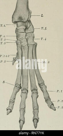 . L'anatomie de l'animal domestique. Anatomie vétérinaire. 206 LES ARTICULATIONS OU LES ARTICULATIONS du tarse et rencontrer d'abord à l'insertion du muscle jambier antérieur. Dans certains cas, il fusionne avec la première ; tarses lorsque le premier chiffre est bien développé, son métatarsien peut ressembler à l'Autres (à l'exception de la taille) ou être réduit dans sa partie proximale d'une bande fibreuse. Les autres métatarses sont un peu plus longue que les métacarpes correspondants. Leurs extrémités proximales sont allongées d'avant en arrière et les projections plantaires ont, ce qui dans le cas de la troisième et quatrième ont habituellement des facettes. Fig. 228.-système locomoteur Banque D'Images