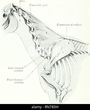 . L'anatomie de l'animal domestique. Anatomie vétérinaire. Le ARTICULATIOXS 212 fichiers DU CHEVAL des corps vertébraux, et s'élargit au cours de la fibro-cartilages intervertébraux, auquel il est verv fermement attaché. Ce ligament est en relation avec les nervures de chaque côté de la colonne vertébrale, et en milieu de tlic eaeli anastomotie vertèbre une veine transversale passe sous le ligament. INTERNEURAL Eacli- ARTICULATIONS t]iical ertelira -présente deux paires de processus articulaire, qui forme avec les deux diarthroses vertèbre adjacente'. Les surfaces articulaires sont vastes, presque plat, et ovales dans le cervi Banque D'Images