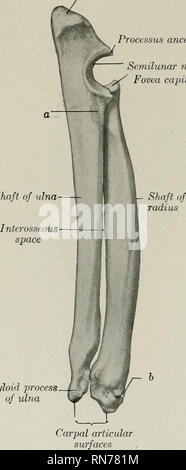 . L'anatomie de l'animal domestique. Anatomie vétérinaire. 200 CHIEN SQUELETTE DU Processus anconmus encoche semi-lunaire de l'arbre d'capiluli Fovea cubitus est produite à un point émoussé (Processus styloideus ulnae). Il articule avec le nerf ulnaire distale du carpe, et a un aspect convexe sur son aspect dorso-médicale pour le rayon. L'extrémité proximale du radius s'unit à l'arbre à six à huit mois, l'extrémité distale entre 1 et 1 ans. L'olécrâne et l'extrémité distale de l'ulna mth fusible le reste de l'os à environ 15 mois. Le carpe est composé de sept os-trois dans le Banque D'Images