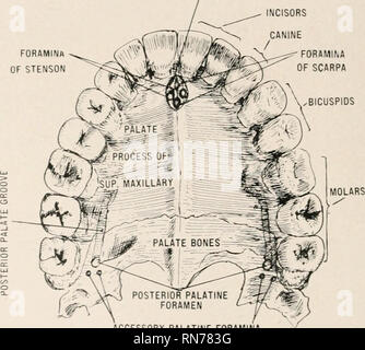 . Anatomie en un mot : un traité sur l'anatomie humaine dans son rapport à l'ostéopathie. L'anatomie humaine, la médecine ostéopathique ; Osteopathic Medicine ; l'anatomie. 421) ANATOMIE EN UN MOT. de l'cceliac, le plexus du nerf vague droit, et le semi-lunaire gauche ganglion. Il distribue des branches pour la gauche et pancréatiques plexus gastro-graisse épiploïque,aussi à la substance de la spl&Lt ; je n. Plexus mésentérique supérieure. Ce ressort de plexus sous couvert du pancréas et entoure le coffre de la chambre ni&Lt ; seiiti artère ric. Quelques noyaux gris centraux qui sont trouvés autour de cette artère sont appelés ganglions rachidiens mesente Banque D'Images