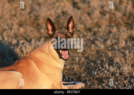 Portrait d'une belle race de chien berger belge Malinois Banque D'Images