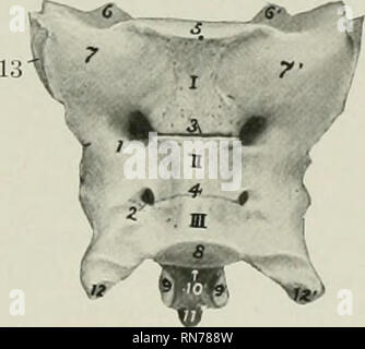 . L'anatomie de l'animal domestique. Anatomie vétérinaire. Fm. 206.-cinquième vertèbre lombaire de chien, vue dorsale. 1, l'extrémité antérieure du corps ; 2, apophyse épineuse ; 3, 3', artic- ular procédés ; 4, processus transverse ; 5, 6 ; processus d'accessoire, groove pour nerf rachidien.. Fig, 207.-Sacrum de chien, vue ventrale. /, //, ///, Organes de vertèbres ; 1. 2, sac ventral- ral foramina ; 3, 4, 5 ; transversse lineae, extrémité antérieure du corps de la première vertèbre sacrée ; 6, 6', la face antérieure de l'article- ular processus : 7, 7', les ailes ; 8, l'extrémité postérieure du corps de la dernière vertèbre sacrée ; 9, 9', articulaires postérieures proc- esses ; 10, canal sacré Banque D'Images