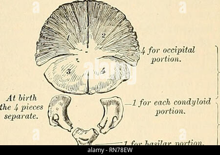 . Anatomie, descriptif et appliquée. L'anatomie. L'OCCIPITAL 73 protubérance occipitale. Plus en avant est le foramen magnum, et sur chaque côté d'elle, mais plus près de sa partie antérieure de sa partie postérieure, l'openinn interne de la face antérieure du foramen condylienne. Sur l'aspect supérieur de la partie latérale de l'os le tubercule jugulaire (tuherculum jugulaire) est vu. Cela correspond à la partie de l'os qui les toitures en la partie antérieure du foramen condylienne. Les ouvertures de la face postérieure condylienne foramina sont un peu et externes posterio ? Pour les ouvertures de la face antérieure, foramina condylienne Banque D'Images