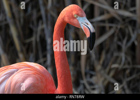 Flamingo (Phoenicopterus) au Zoo d'Albuquerque au Nouveau Mexique, USA Banque D'Images