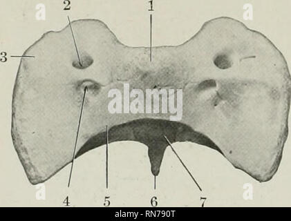 . L'anatomie de l'animal domestique. Anatomie vétérinaire. La FiQ. 164.-quatrième vertèbre de cochon ; Lat- j'ai vue. 1, 1', la face antérieure et pos e résultats t- extrémités de corps ; 2, arche ; 3, 4 ; passage du trou occipital, apophyse antérieure ; 5, apophyse épineuse ; 6, direction générale des processus transverses ventrale. Fifi. Ki.').-sixième vertèbre de Cervipal ; porc vue antérieure. 1, corps ; 2, apophyse transverse ; 3. foramen transversarium ; 4, d'autres de foramen arch ; 5, processus articulaire ; 6, arche ; 7, apophyse épineuse. 1, 1, des extrémités antérieure et postérieure du corps ; 2, pour chef de la première côte ; 3, 4 ; arch, transverse ; 5, 5', l'articu Banque D'Images