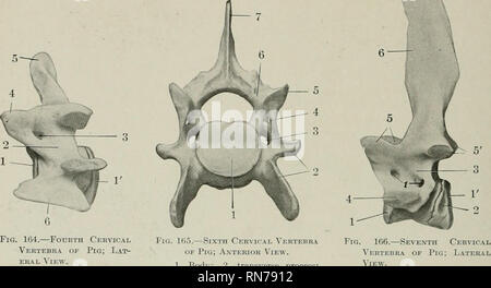 . L'anatomie de l'animal domestique. Anatomie vétérinaire. 162 squelette du troisième cochon à la dernière ; la partie antérieure sont inchned vers l'arrière, la partie postérieure pour- ward. Le dernier est reconnu par le col de grande longueur de sa colonne vertébrale (ca. 10 cm. à l'adulte), l'absence de la plaque ventrale de l'apophyse transverse, et la télévision- Ness de la ])ody, qui porte une paire de petites facettes sur sa marge postérieure pour le. La FiQ. 164.-quatrième vertèbre de cochon ; Lat- j'ai vue. 1, 1', la face antérieure et pos e résultats t- extrémités de corps ; 2, arche ; 3, 4 ; passage du trou occipital, apophyse antérieure ; 5, apophyse épineuse ; 6 Banque D'Images