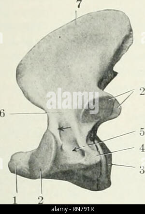 . L'anatomie de l'animal domestique. Anatomie vétérinaire. La colonne vertébrale 163. Veuillez noter que ces images sont extraites de la page numérisée des images qui peuvent avoir été retouchées numériquement pour plus de lisibilité - coloration et l'aspect de ces illustrations ne peut pas parfaitement ressembler à l'œuvre originale.. Sisson, Septimus, 1865-1924. Philadelphia Saunders Banque D'Images