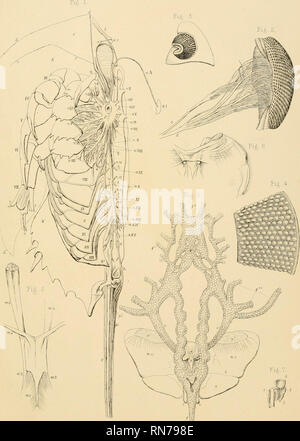 . Anatomie du King Crabe (Limulus polyphemus, Latr.). Les crabes. IV. la plaque. Veuillez noter que ces images sont extraites de la page numérisée des images qui peuvent avoir été retouchées numériquement pour plus de lisibilité - coloration et l'aspect de ces illustrations ne peut pas parfaitement ressembler à l'œuvre originale.. Owen, Richard, 1804-1892. Londres, imprimé par Taylor et Francis Banque D'Images