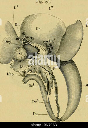 . L'anatomie de la grenouille. Les grenouilles -- Anatomie ; Amphibiens -- Anatomie. 296 L'appareil digestif, etc. ; L tomosis, dont trois branches (3) de taille variable s'unir à l'extrémité antérieure du pancréas pour former le canal cholédoque-DuctIts clioledocJnis [conduit, DC). Le canal biliaire commun traverse toute la longueur du pancréas^ recevant près de son origine hépatique supplémentaire conduits (j&gt ;//^) à partir du milieu du foie. Dans ce cours, l'air se situe sur la face ventrale du pancréas ou sous une fine couche de le tissu glandulaire ; il reçoit les conduits du pancréas et les feuilles Banque D'Images