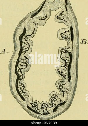 . L'anatomie de la grenouille. Les grenouilles -- Anatomie ; Amphibiens -- Anatomie. Le tube digestif. TEACT 293 par une brusque courbe à son extrémité antérieure le gros intestin est la partie la plus large o£ le canal alimentaire, est à paroi mince, et diminue de largeur vers sa fin d'entraver, où il s'ouvre dans le cloaque au-dessus de l'ouverture" de la vessie. b. [Minute structure. (I) La couche séreuse ressemble à celui o£ le petit intestin, etc. (2) les couches musculaires ressemblent à celles de l'intestin grêle, mais sont plus minces ; la couche longitudinale est, cependant, plus épais (proportionnellement) Baptist Gmünder. (3) La couche sous-muqueux (Fig. Banque D'Images