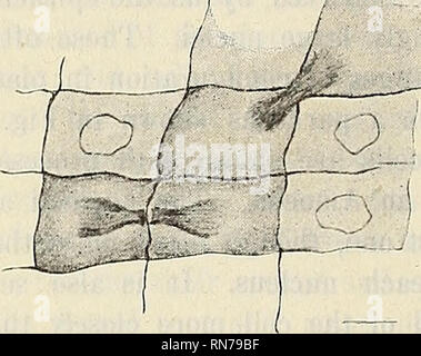 . Anatomischer Anzeiger. Anatomie, comparatif. Fig. 2. Fig. 3.. Veuillez noter que ces images sont extraites de la page numérisée des images qui peuvent avoir été retouchées numériquement pour plus de lisibilité - coloration et l'aspect de ces illustrations ne peut pas parfaitement ressembler à l'œuvre originale.. Anatomische Gesellschaft. Jena : G. Fischer Banque D'Images