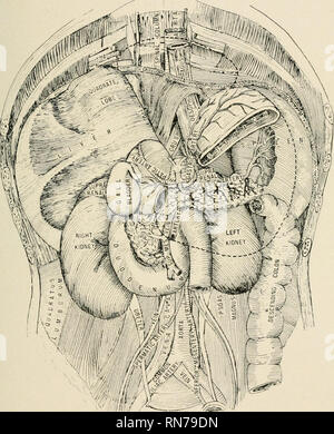 . Anatomie en un mot : un traité sur l'anatomie humaine dans son rapport à l'ostéopathie. L'anatomie humaine, la médecine ostéopathique ; Osteopathic Medicine ; l'anatomie. IX ANATOMIE UN MOT. 327, les drains de la rate la rate par plusieurs branches, qui bientôt s'unir en un seul, cela va de gauche à droite, en dessous de l'artère, dans une rainure sur la partie supérieure et la partie arrière du pancréas et mésentérique supérieure s'unit à l'à la plus grande extrémité du pancréas formant la veine porte. Il reçoit le vasa (brevia, gastriques, pancréatiques) gastro-graisse épiploïque gauche et les veines mésentériques. CXLVIT LA PLAQUE.. mm t montrant les viscères Banque D'Images