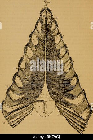 . L'anatomie du cheval ; un guide de dissection. Les chevaux. 120 L'ANATOMIE DU CHEVAL. plus de deux pouces) qui se jette elle-même dans la partie initiale de la face antérieure de la veine cave inférieure, à l'angle de la jonction de la veine jugulaire et axillaiy. Fig. 7. Marbre du thorax. Nos 1 à 8 montrent les côtes. Nos 9 à 12, les cartilages des côtes correspondantes. Cariniform ; B. A. cartilage artère thoracique interne ; C. l'artère Asternal ; D. Triangularis sterni ; E. un muscle intercostal interne ; F. Jante de diapljragm Ensiforni G. ; cartilage.. Veuillez noter que ces images sont extraites de scan Banque D'Images