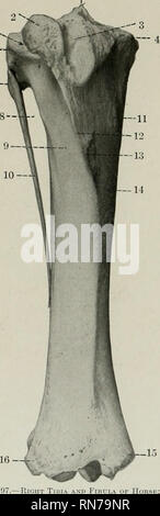 . L'anatomie de l'animal domestique. Anatomie vétérinaire. 116 LE SQUELETTE DU CHEVAL mal une partie de la frontière latérale au milieu du bord interne. La zone triangulaire au-dessus de la ligne est occupée par le muscle popliteus, tandis que la zone ci-dessous est marqué par des lignes rugueuses (LineiE musculares) à laquelle le muscle fléchisseur profond du chiffre qui est attaché ; les lignes fade out distalement, j où la surface est lisse et plat. Le foramen nutritif est situé sur ou près de la ligne poplitée. Le bord antérieur est très importante dans son tiers proximal, formant la crête du tibia (Crista tibiie) ; partie distale Banque D'Images