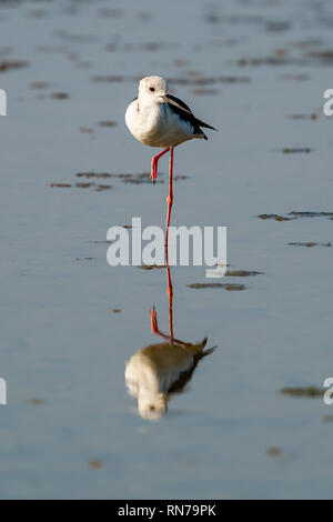 Black-winged Stilt debout avec une jambe sur la zone intertidale côtières Banque D'Images