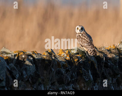 Un court sauvage Hibou des marais (Asio flammeus) perché sur un mur en pierre sèche de Northumberland au début de la lumière du soleil du matin Banque D'Images