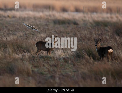 Un court sauvage Hibou des marais (Asio flammeus) vole bas au-dessus des prairies de Northumberland alors que deux chevreuils (Capreolus capreolus) regardez sur avec curiosité Banque D'Images