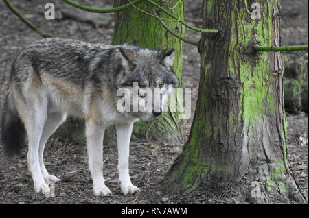 Loup eurasien - canis lupus lupus Banque D'Images